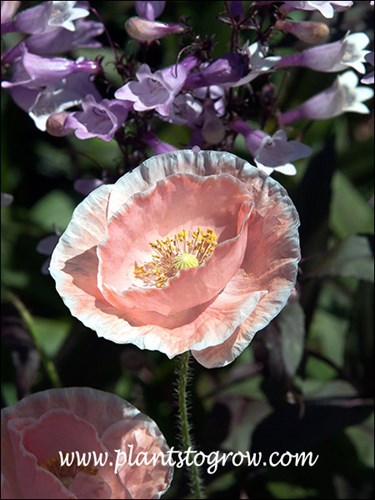 The background plant is a Penstemon